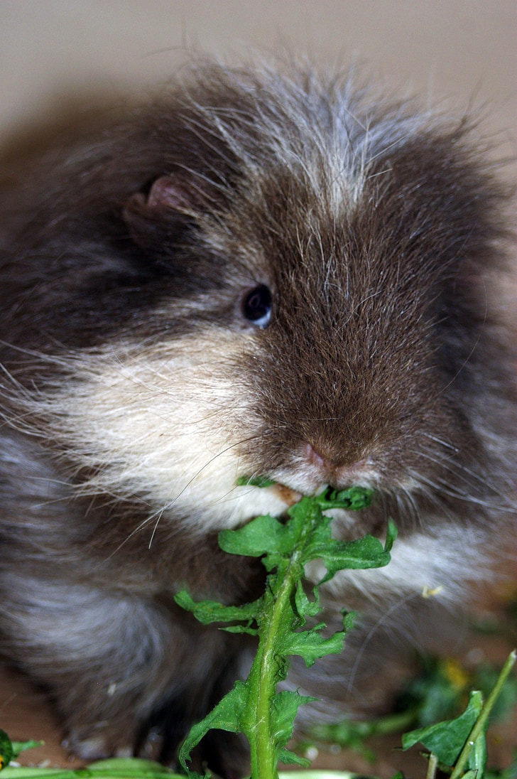 guinea pig, ch-teddy, lilac-icecream-and-white, eating, dandelion, frontal, close