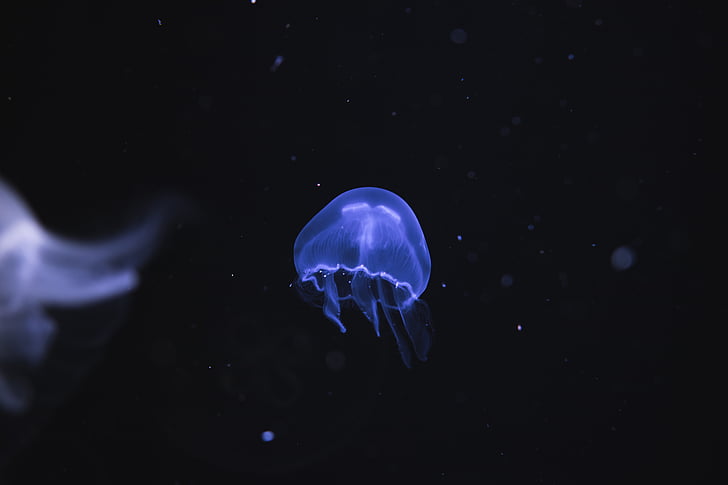 aquarium, blur, dark, deep, floating, glowing, invertebrate