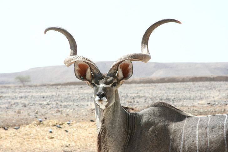 antilopy Kudu, savec, volně žijící zvířata, antilopa, Wild, Příroda, rohy