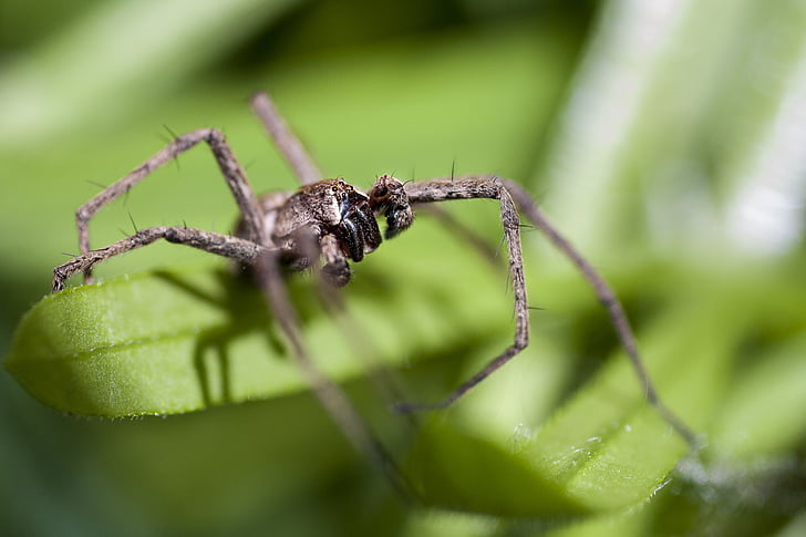 spider, macro, feet, eye, insect, nature, animal