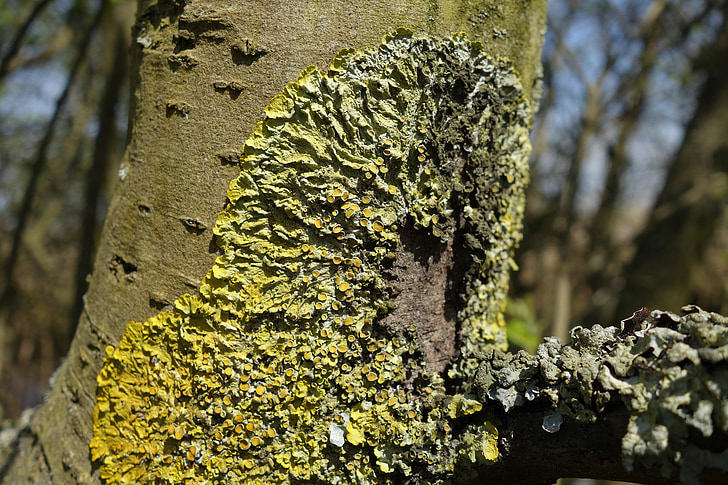 lichen, Moss, trunchi de copac, natura, verde, galben