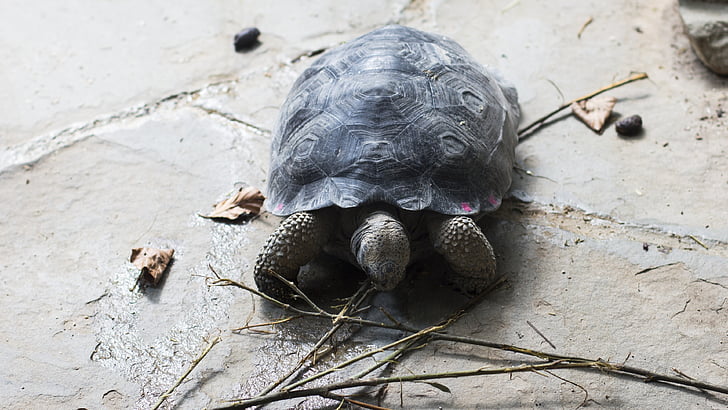 schildpad, Tortuga, Galapagos, dier, Tortoise shell, reptielen, Panzer