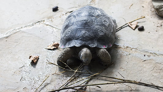 turtle, tortuga, galapagos, animal, tortoise shell, reptile, panzer