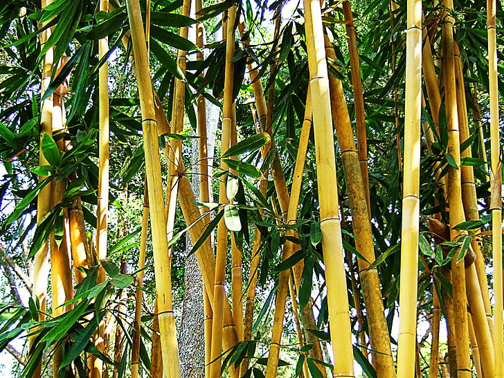 bambus, busk, blader, grønn, brun, tekstur, Thailand