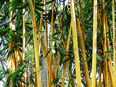 bambu, semak, daun, hijau, coklat, tekstur, Thailand