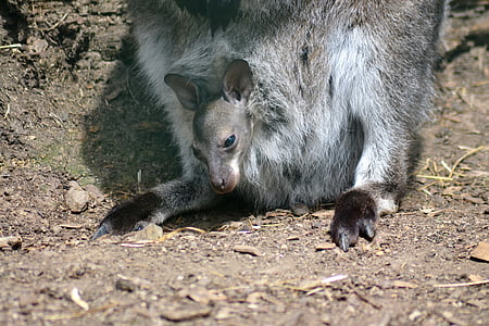 canguru, jovem, jardim zoológico, marsupial, animal, vida selvagem, mamífero