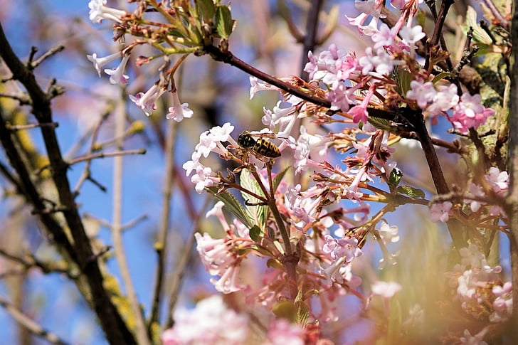 Bee, blommor, träd, våren, insekt, naturen, blomma