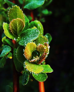 close-up, dew, macro, plant, waterdrops, wet, nature