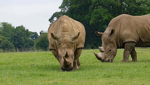Rhino, gros animal, rhinocéros, faune, mammifère, Corne, l’Afrique