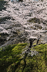 čerešňa, jar v Japonsku, čerešňa, kvitnúce sakury, čerešňový kvet, jarné kvety, Japonsko kvet