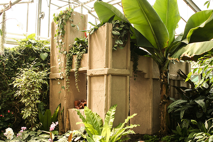 greenhouse, tropical house, terracotta, banana, musa paradisiaca, banana shrub, plant