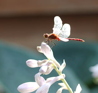 Dragonfly, Sympetrum vicinum, meadowhawk, høstlibelle, blomst, bud, hover
