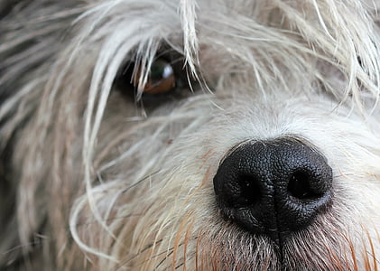 hund, snude, Pet, Luk, øje, nysgerrig, udtryk