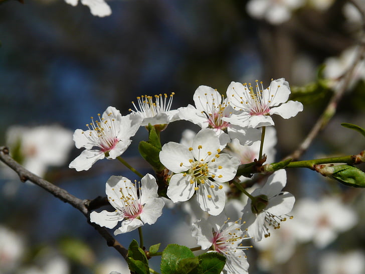vad szilva, Blossom, Bloom, fa, fióktelep, Amerikai wildpflaume, Prunus americana