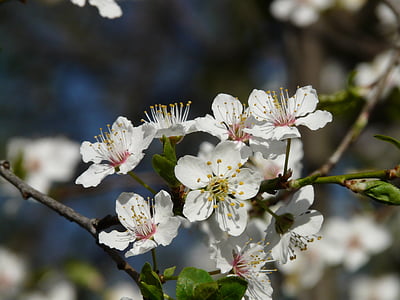 divje slive, cvet, cvet, drevo, podružnica, ameriški wildpflaume, Prunus americana