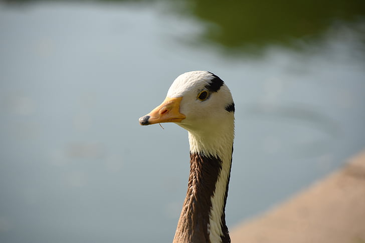 animal, waterfowl, goose, duck, beak, foraging, summer