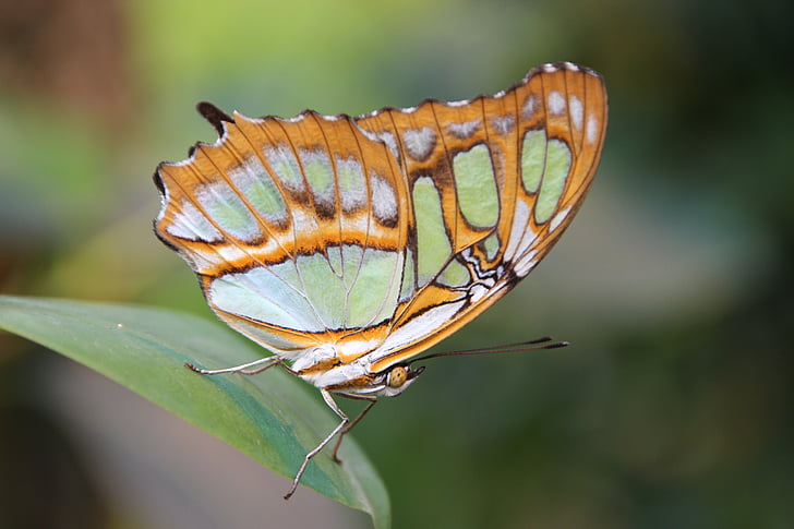 Метелик, Комаха, Природа