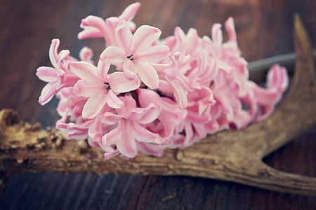 hyacinth, flower, flowers, pink, fragrant flower, fragrant, antler