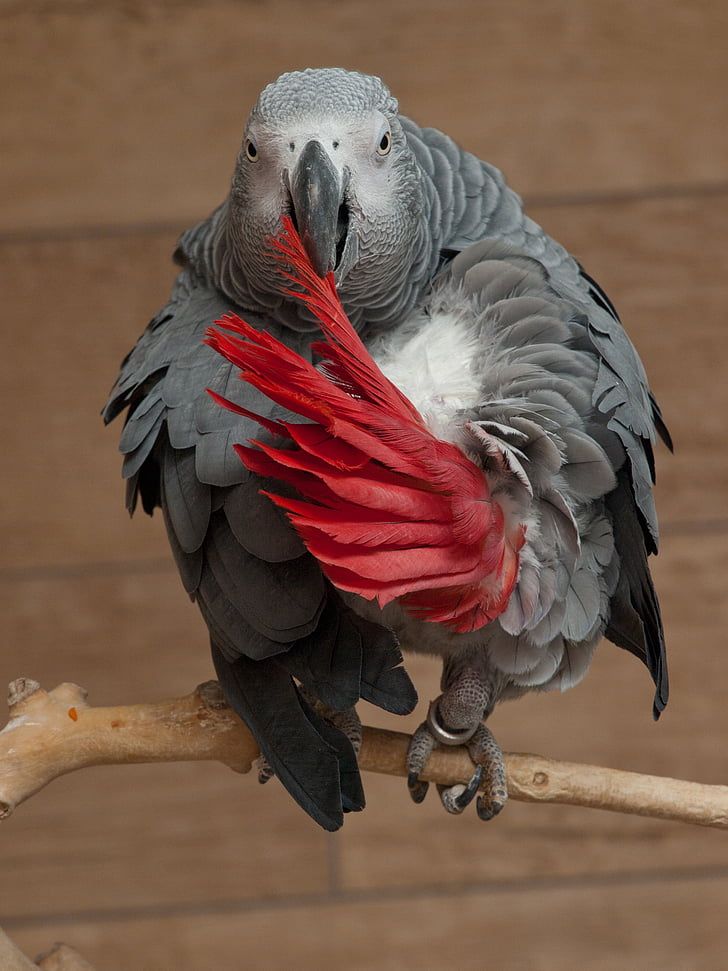 papagáj, Psittacus erithacus, africký šedý papagáj, šedý papagáj, Kongo afrických šedá papagáj, voľne žijúcich živočíchov, vták