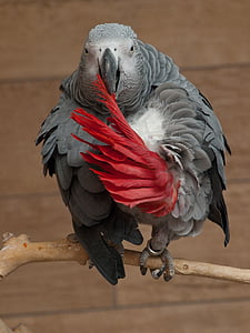 papagáj, psittacus erithacus, afrikai szürke papagáj, szürke papagáj, Kongói afrikai szürke papagáj, vadon élő állatok, madár