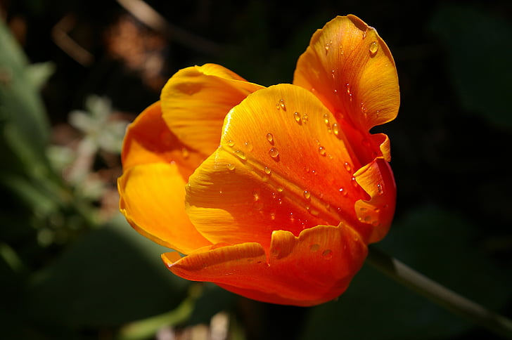gele tumor, Oranje tulp, sluiten, lente, bloemen, voorjaar bloem, Flora