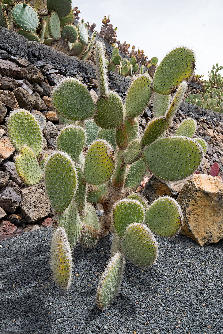 Jardin de cactus, kaktusz, Lanzarote, Spanyolország, Afrika látnivalók, Guatiza, láva