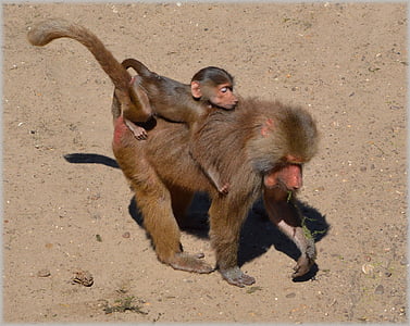 babuinas, babuinų, zoologijos sodas, serija, beždžionė, beždžionės, Olandijoje