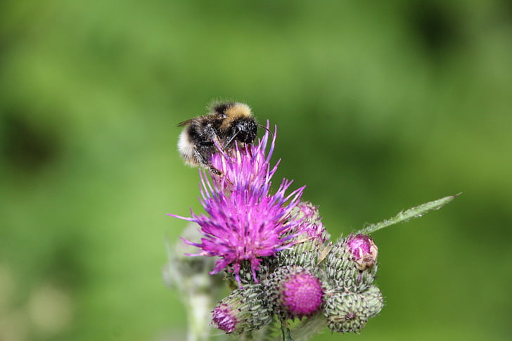 Hummel, Thistle, insetto, Blossom, Bloom