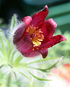 flor, Pulsatilla, vermell, estam, fulles, planta, close-up