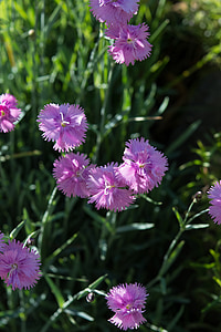 cushion flower, pink flowers, heather-clove, dianthus deltoides, carnation, carnation family, stone garden