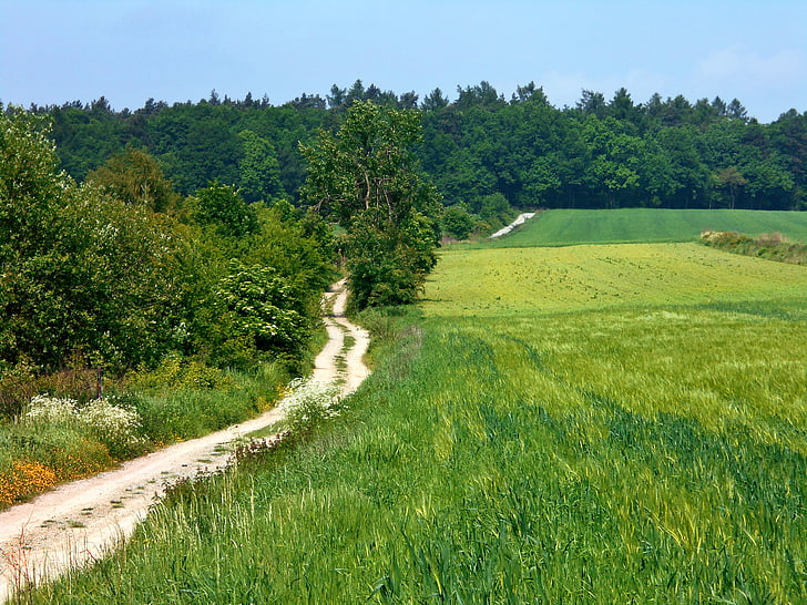 landskab, måde, felter, grøn, Polen, bolechowice, natur