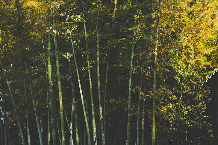 roheline, kollane, lehed, puud, bambusest, metsa, metsas