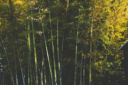 zöld, sárga, levelek, fák, bambusz, erdő, erdőben