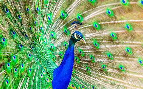 peacock, bird, plumage, exotic, bright, color, colorful