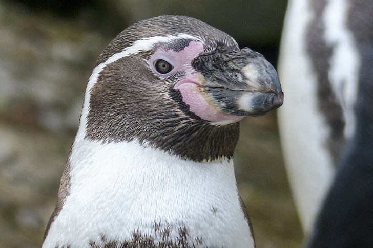 pinguim de Humboldt, pinguim, animal, bonito, vida selvagem, Ártico, jardim zoológico