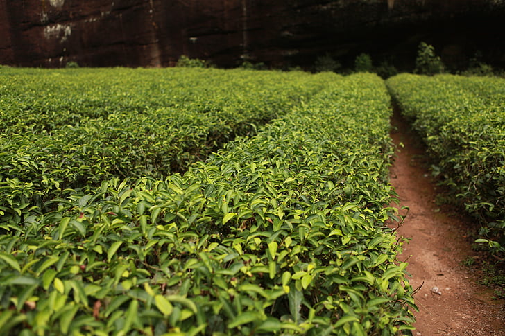 vườn trà, cây chè, trà, thực vật, màu xanh lá cây