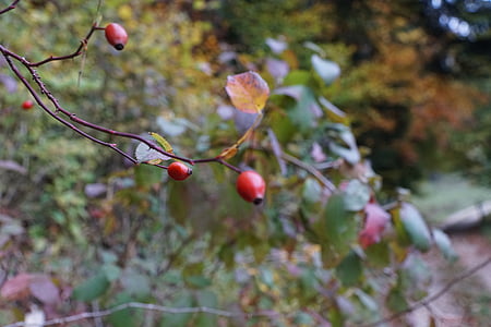 rose hip, tree, bush, red, nature, tee, branch