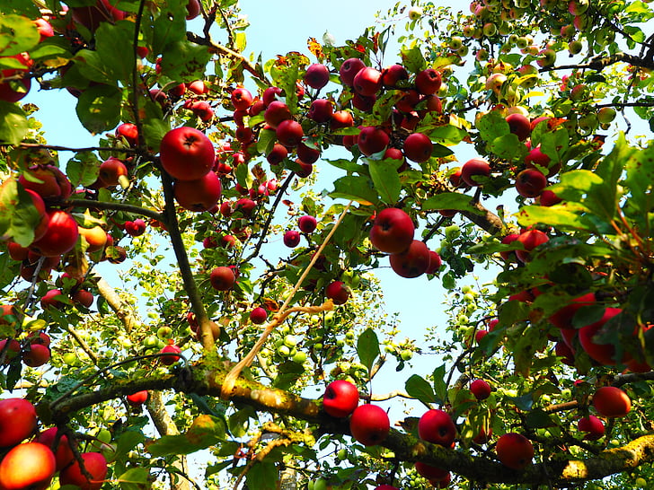 Apple, árvore de maçã, frutas, vermelho, Frisch, saudável, vitaminas