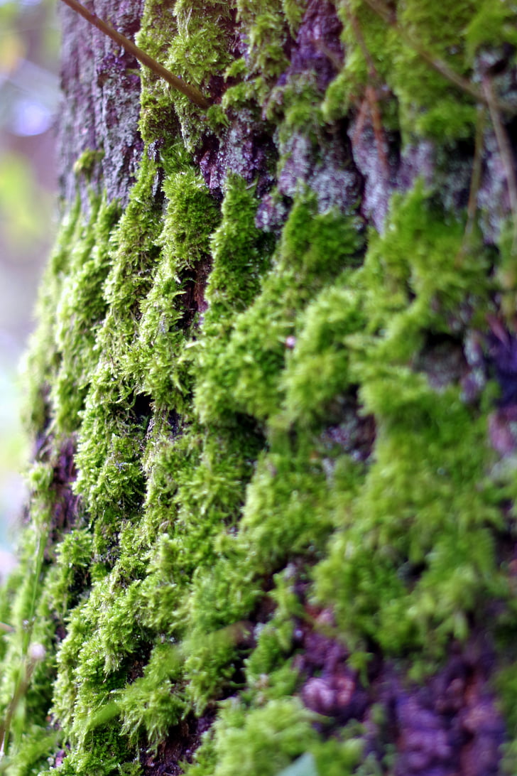 Moss, licheni, copac, vechi, verde, scoarta, próchniejący stoc