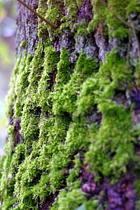 Moss, jäkälät, puu, vanha, vihreä, kuori, próchniejący kannan
