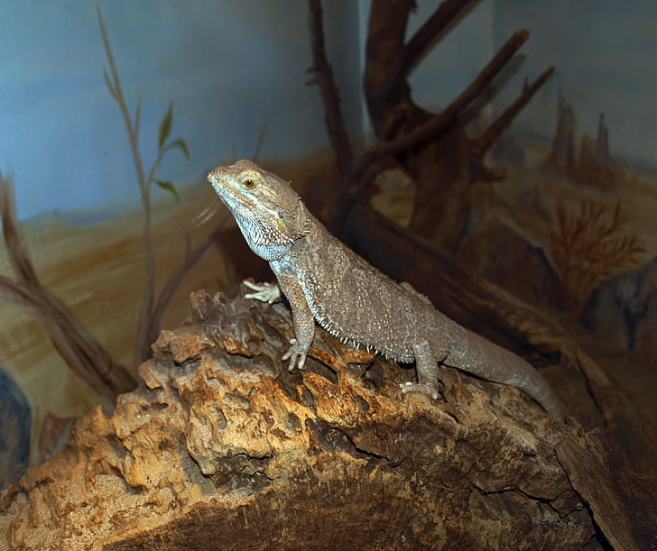 lizard, reptile, reptiles