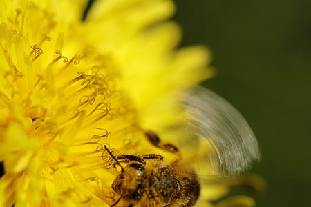mniszek lekarski, Pszczoła, pyłek, żerowania, kwiat, Natura, Flora