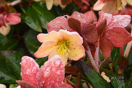 Helleborus orientalis, kvet, zrelé, jar, Anemone, kvety, Záhrada
