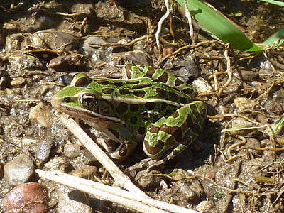 Leopard frog, varde, zaļa, dzīvnieku, krupis, closeup, abinieku