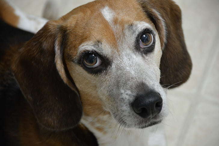 Beagle, pes, udarci, portret, srčkano, pozoren, videti