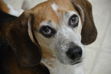 Beagle, cane, Canino, Ritratto, carina, attento, alla ricerca