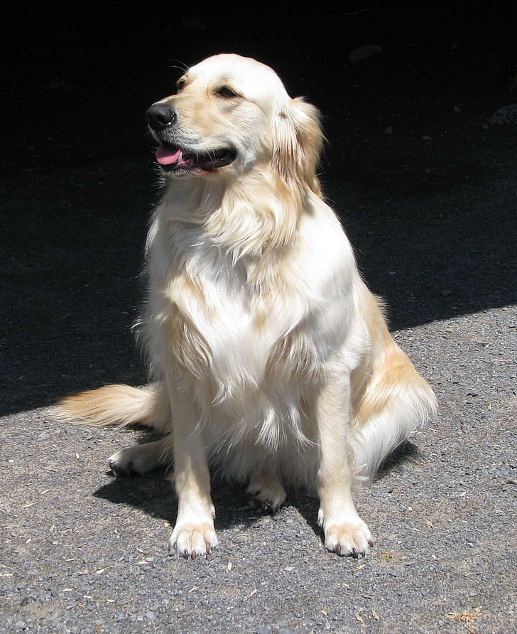 Haushund, Canis familiaris, Golden retriever, Moneymore, Ontario, Kanada