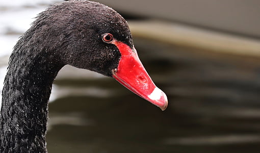 mourning swan, swan, black, black swan, bird, animal, creature