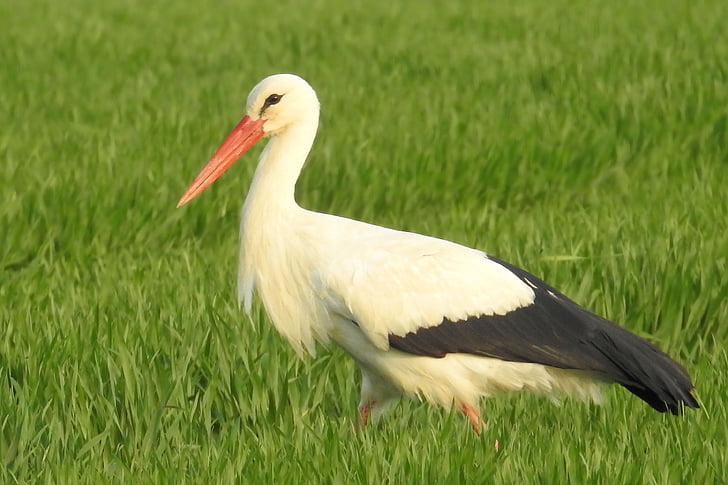 stork, meadow, foraging, nature, birds, rattle stork, large beak
