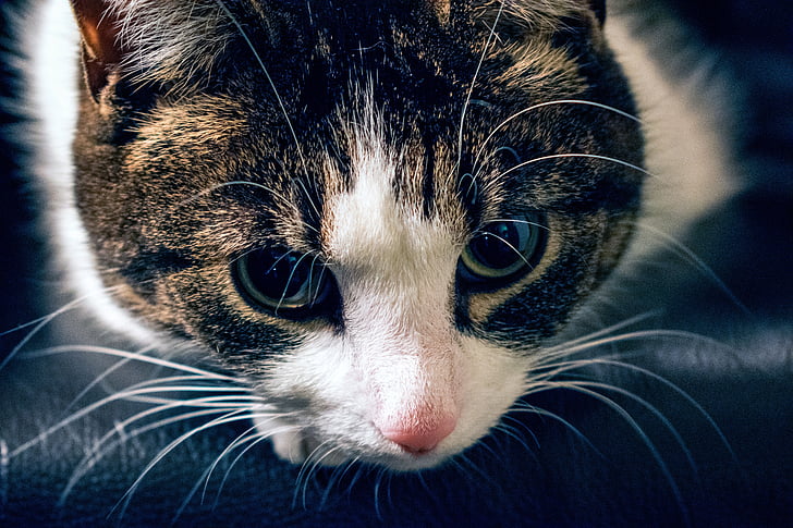cat, dark, adorable, white, animal, pet, cute